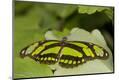 Premium Photographic Print