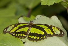 A Tropical Butterfly Perching on a Leaf-Joe Petersburger-Mounted Photographic Print