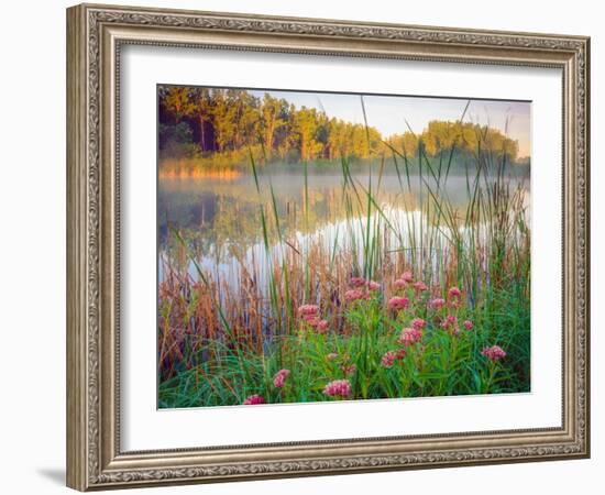 Joe Pye Weed at Sndyers Bend Park, Iowa Missouri River-Tom Till-Framed Photographic Print