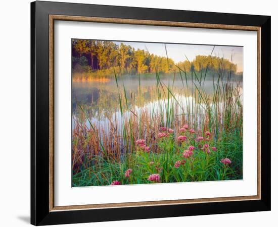 Joe Pye Weed at Sndyers Bend Park, Iowa Missouri River-Tom Till-Framed Photographic Print