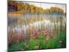 Joe Pye Weed at Sndyers Bend Park, Iowa Missouri River-Tom Till-Mounted Photographic Print