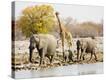 Stretched Canvas Print