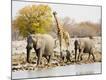 Premium Photographic Print