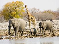 African Elephants and Giraffe at Watering Hole, Namibia-Joe Restuccia III-Photographic Print