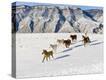 Stretched Canvas Print