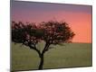 Photographic Print