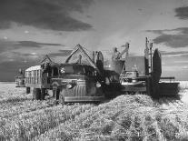 Combines and Crews Harvesting Wheat, Loading into Trucks to Transport to Storage-Joe Scherschel-Framed Photographic Print