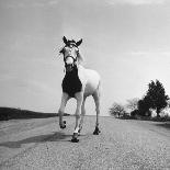 Jimmy the Horse Rollerskating Down Road in Front of Its Farm-Joe Scherschel-Giant Art Print