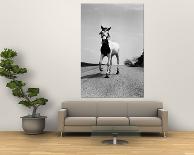 Jimmy the Horse Rollerskating Down Road in Front of Its Farm-Joe Scherschel-Photographic Print