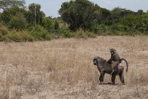 A Baboon Family in Queen Elizabeth National Park in Uganda, Africa by Joel Sartore
