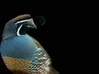 California Quail Callipepla Art Print Home Decor Wall Art Poster - H
