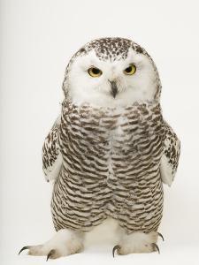 A Female Snowy Owl, Bubo Scandiacus, at Raptor Recovery Nebraska by Joel Sartore