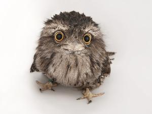 A Tawny Frogmouth Owl, Podargus Strigoides, at the Fort Worth Zoo by Joel Sartore