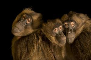 Gelada baboons, Theropithecus gelada, at Parco Natura Viva. by Joel Sartore