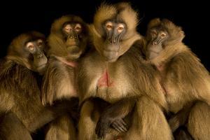Gelada baboons, Theropithecus gelada, at Parco Natura Viva. by Joel Sartore