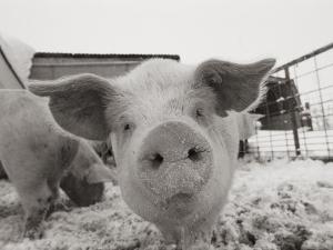 Portrait of a Young Pig by Joel Sartore