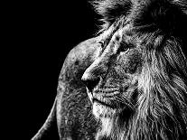 Lion in Black and White-Joerg Huettenhoelscher-Photographic Print