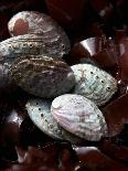 Abalone (Sea Snail) with Seaweed-Joerg Lehmann-Photographic Print