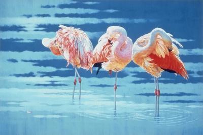 Jay Stanley Canvas Prints - Pink Flamingo ( Animals > Birds > Flamingos art) - 26x18 in