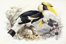 Dichocerus Bicornis, 1876-1882-Johan Gerard Keulemans-Mounted Giclee Print