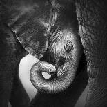 Elephant with Large Teeth Approaching - Addo National Park-Johan Swanepoel-Photographic Print