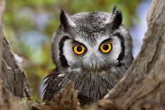 Close-Up of a Whitefaced Owl (Artistic Processing)-Johan Swanepoel-Mounted Photographic Print