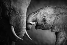 Baby Elephant Seeking Comfort against Mother's Leg - Etosha National Park-Johan Swanepoel-Photographic Print