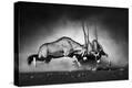 Stretched Canvas Print