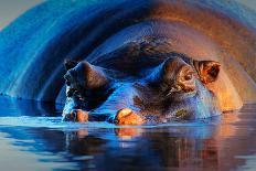 Hippopotamus Blowing Air through Nostrils in Early Morning Backlight-Johan Swanepoel-Photographic Print