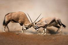 ?Intense Fight between Two Male Gemsbok on Dusty Plains of Etosha-Johan Swanepoel-Photographic Print