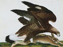 Eagle with Rabbit Prey. Falco Aquila. from 'The Birds of Denmark'; Tegninger Af Danske Fugle-Johan Top-Giclee Print