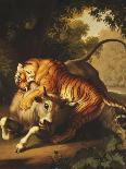 A Tiger Attacking a Bull, 1785-Johan Wenzel Peter-Framed Giclee Print