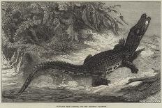 Alligator from Sumatra, for the Brighton Aquarium-Johann Baptist Zwecker-Framed Giclee Print