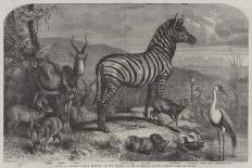 Group of Animals Lately Received at the Gardens of the Zoological Society, Regent's Park-Johann Baptist Zwecker-Giclee Print