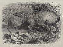 Alligator from Sumatra, for the Brighton Aquarium-Johann Baptist Zwecker-Giclee Print