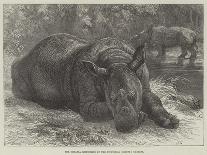 The Sumatra Rhinoceros at the Zoological Society's Gardens-Johann Baptist Zwecker-Giclee Print