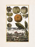 Cedro a Dittela-Johann Christoph Volkamer-Art Print