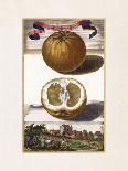 Cedro a Dittela-Johann Christoph Volkamer-Art Print