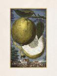 Cedro a Dittela-Johann Christoph Volkamer-Art Print