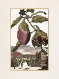 Cedro a Dittela-Johann Christoph Volkamer-Art Print