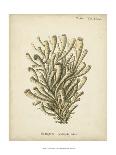 Coral Collection IV-Johann Esper-Art Print