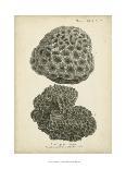 Coral Collection IX-Johann Esper-Art Print