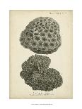 Antique Coastal Coral III-Johann Esper-Art Print