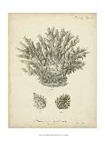 Esper Antique Coral II-Johann Esper-Art Print