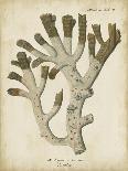 Esper Antique Coral I-Johann Esper-Art Print