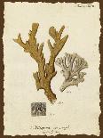 Antique Coastal Coral X-Johann Esper-Art Print