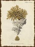 Esper Antique Coral II-Johann Esper-Art Print