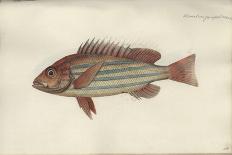 Lutjanus Quinquelineatus, before 1790-Johann Friedrich Hennig-Giclee Print