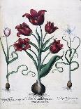 Tulips, 1613-Johann Friedrich Meyer-Premier Image Canvas