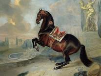 The Black Horse 'Curioso' Performing a Capriole-Johann Georg Hamilton-Giclee Print